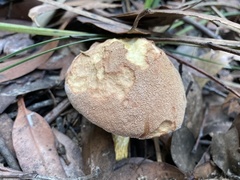 Austroboletus lacunosus