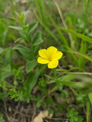 Linum tauricum