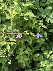 Clematis viticella