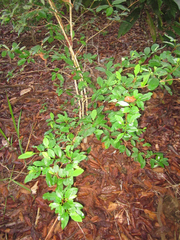Erythroxylum coca