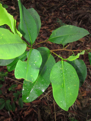 Erythroxylum coca