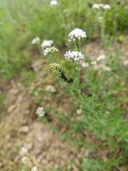 Dorycnium