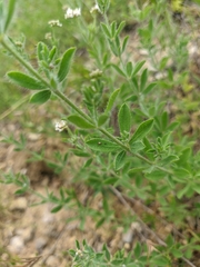 Dorycnium