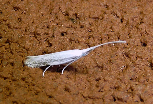 Coleophora querciella