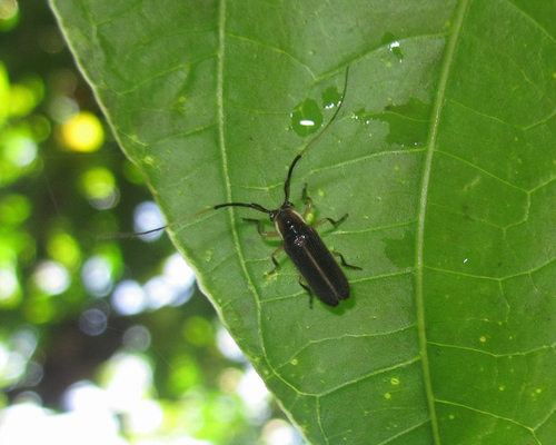Sybaguasu pubicorne