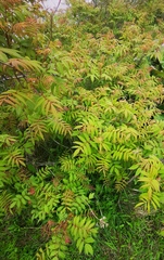 Sorbaria sorbifolia
