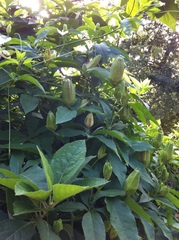 Passiflora incarnata × cincinnata