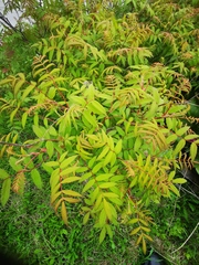 Sorbaria sorbifolia