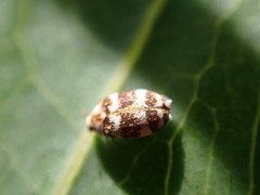 Coleoptera