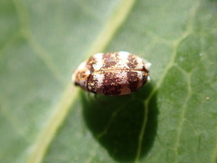 Coleoptera