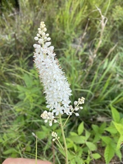 Stenanthium tennesseense
