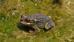 Rhinella atacamensis