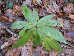 Helleborus viridis viridis