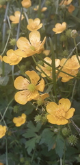 Ranunculus repens