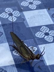 Hexagenia bilineata