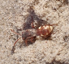 Nomada alboguttata