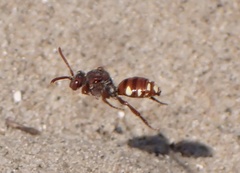 Nomada alboguttata