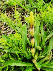 Equisetum arvense