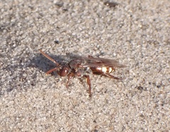 Nomada alboguttata