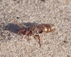 Nomada alboguttata