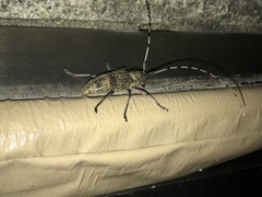 Acalolepta luxuriosa