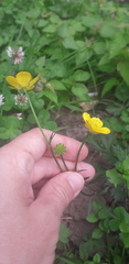Ranunculus repens