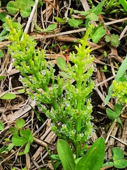 Equisetum arvense