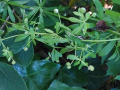 Galium aparine