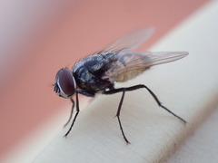 Musca