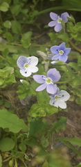Veronica filiformis