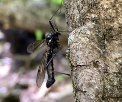 Ctenophorinae