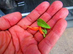 Clinopodium macrostemum