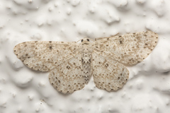 Catoria sublavaria