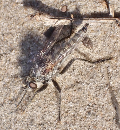 fan-bristled robberfly, Rockanje, Zuid-Holland, NL, photo 4 of 10