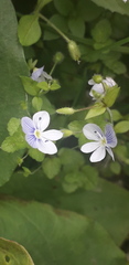 Veronica filiformis