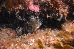 Trianectes bucephalus
