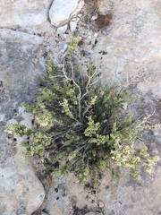 Mortonia utahensis