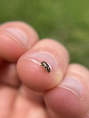 Anisosticta bitriangularis