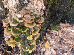 Fungi