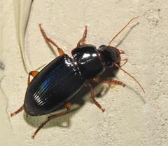 Selenophorus opalinus