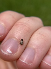 Anisosticta bitriangularis