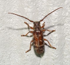 Eupogonius tomentosus