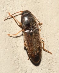 Conoderus falli