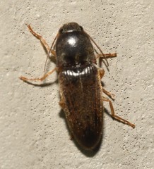 Conoderus falli
