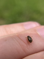Anisosticta bitriangularis