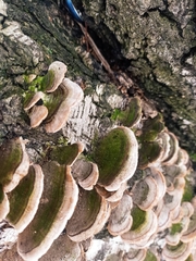 Fungi