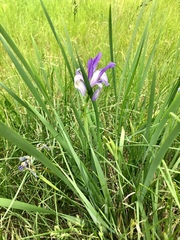 Iris lactea biglumis
