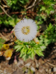 Tussilago farfara