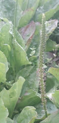 Plantago major
