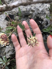 Anthyllis vulneraria boissieri